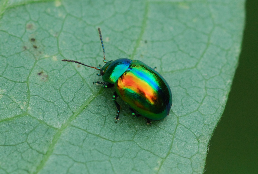 Chrysolina fastuosa